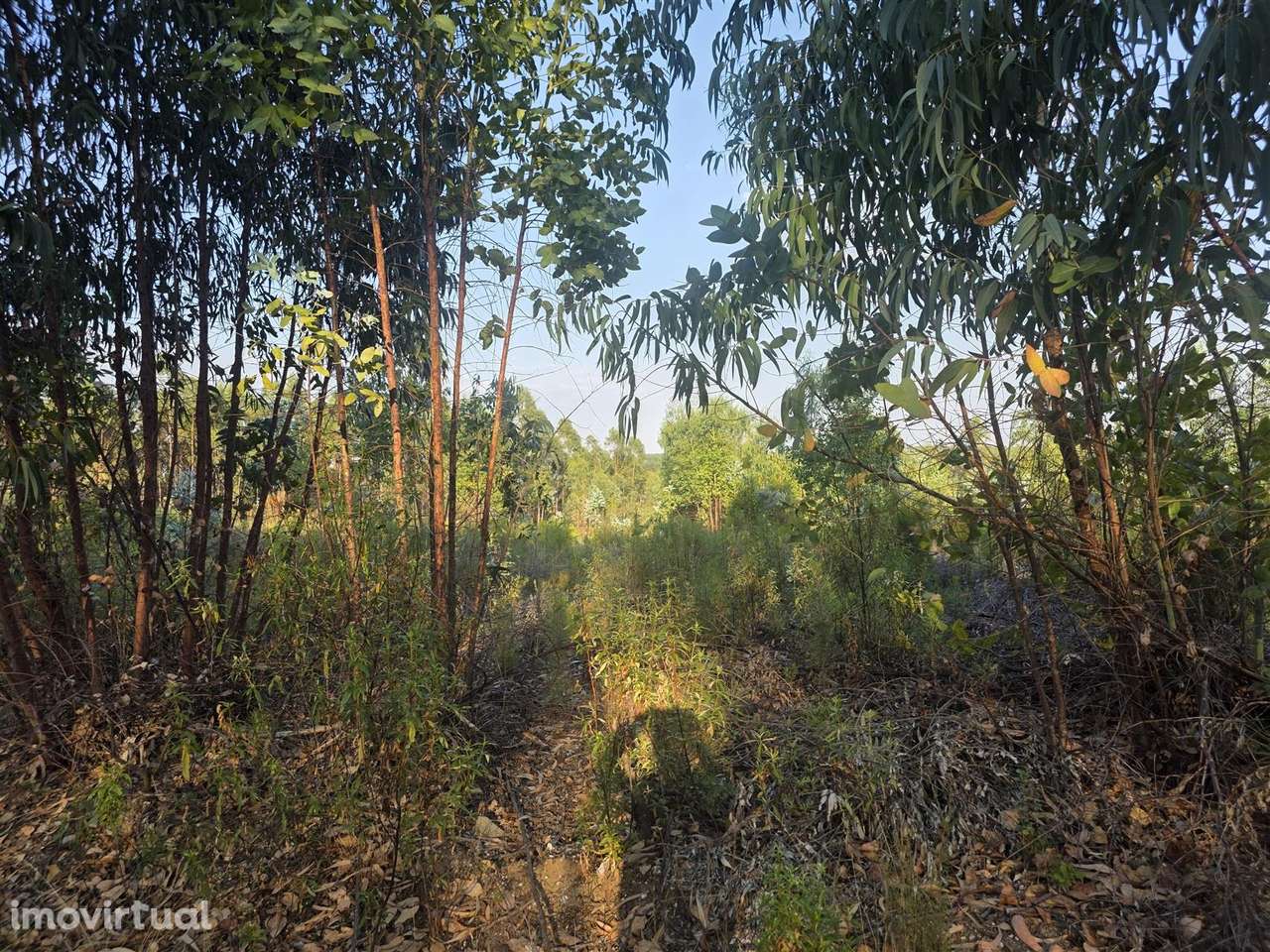 Terreno Rústico - Grande imagem: 5/9