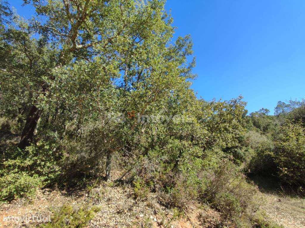 Terreno rústico com 11600m² - Vale da Lapa, Chãos - Grande imagem: 5/28