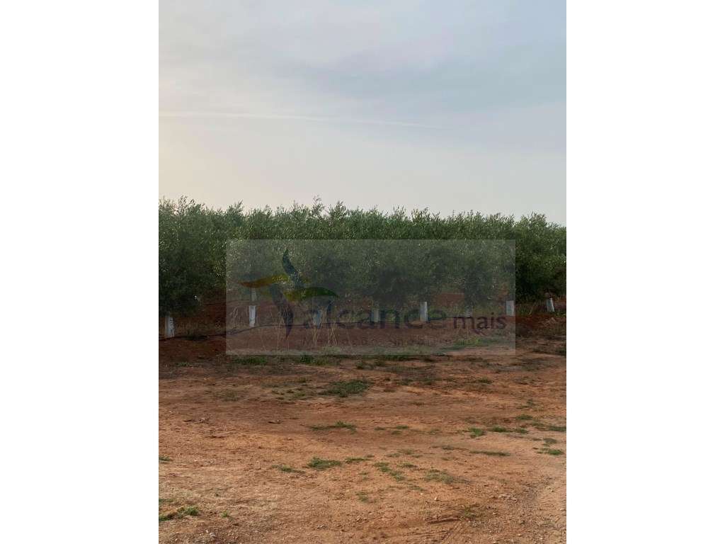Venda de Sociedade Agrícola com Olival Superintensivo de Elevada Re... - Grande imagem: 3/21