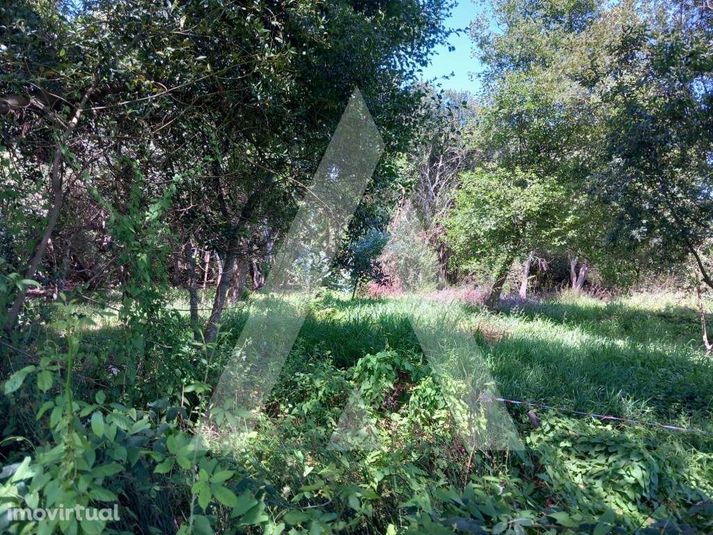 Terreno Rustico na Murtosa - Grande imagem: 3/12