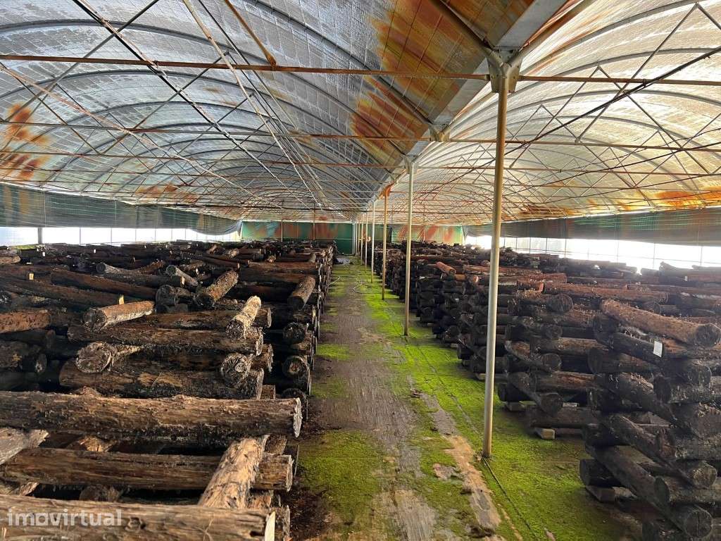 ESTUFA AGRÍCOLA - PRODUÇÃO DE COGUMELOS (SHIITAKE) - Grande imagem: 2/11