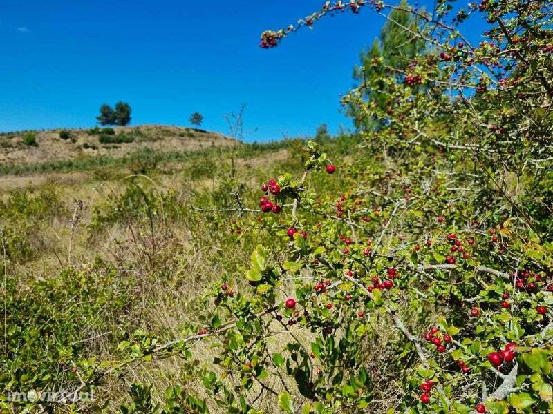 Terreno agricola e florestal - 2€/m2 - Grande imagem: 2/8