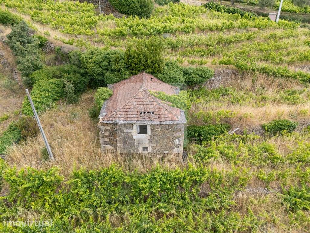 Propriedade com Vinha, Oliveiras, Três Edificações e Água Própria - Grande imagem: 4/15