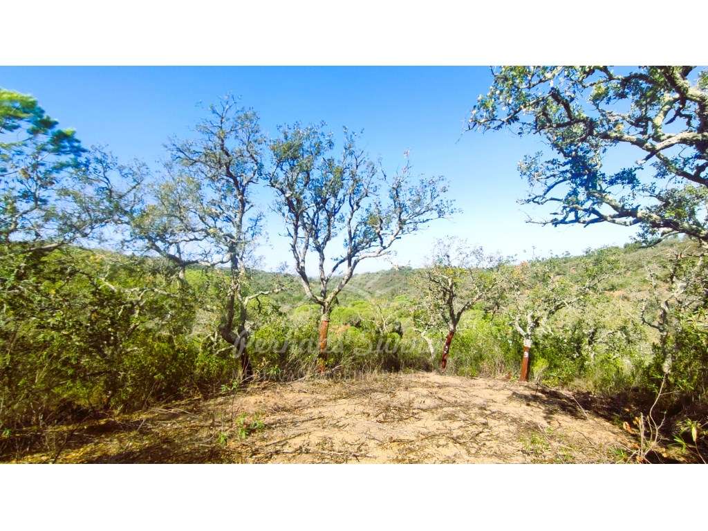 Terreno Rústico - Grande imagem: 4/14