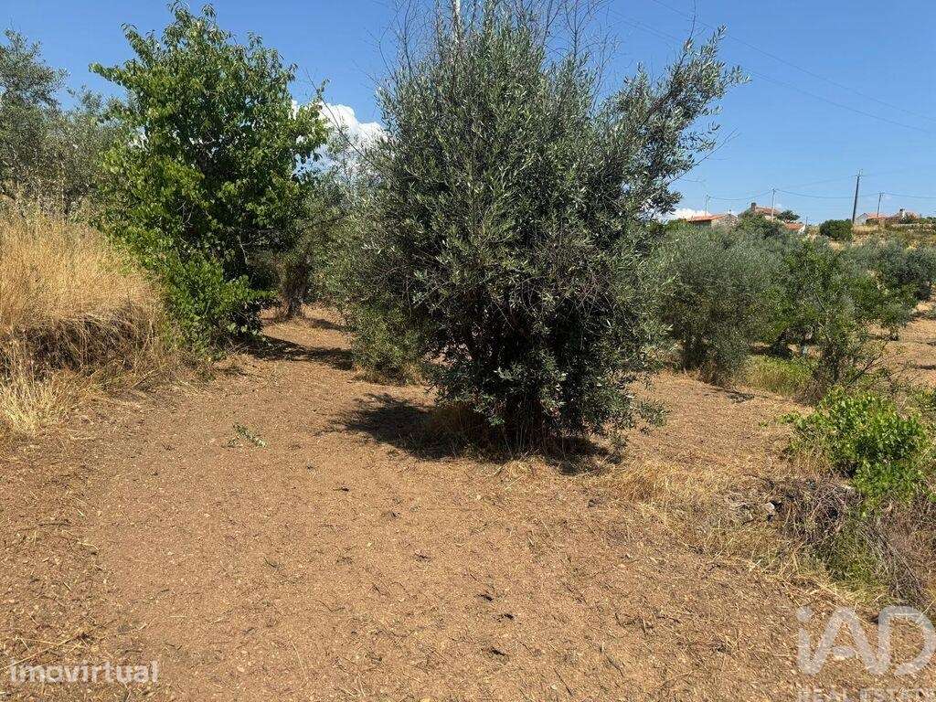 Terreno Agrícola em Sobreira Formosa e Alvito da Beira - Grande imagem: 5/34