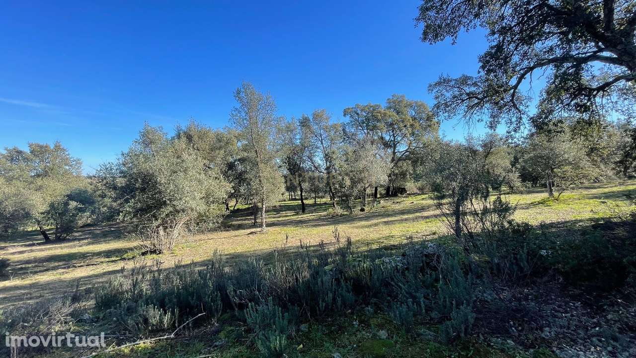 Terreno com olival tradicional | Escalos de Cima, Castelo Branco - Grande imagem: 2/7