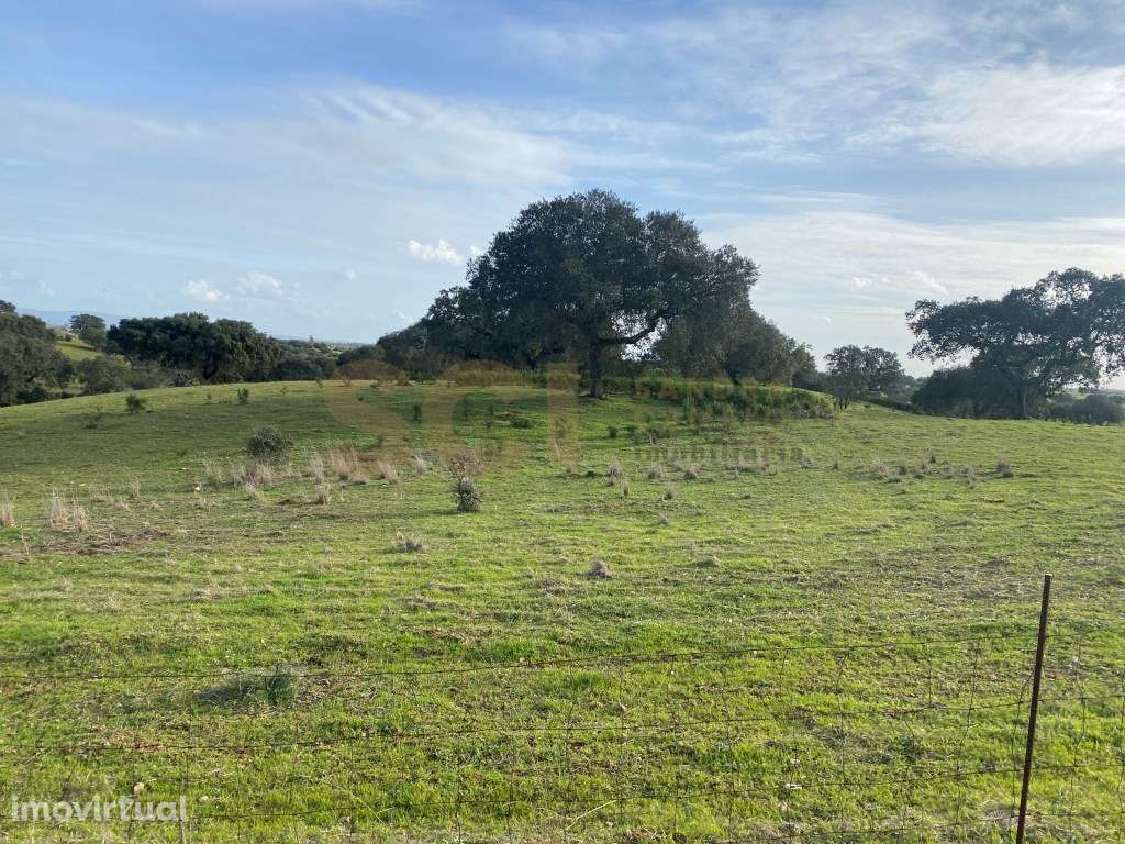Terreno rústico nas imediações de Vila Nova de São Bento - Grande imagem: 3/23
