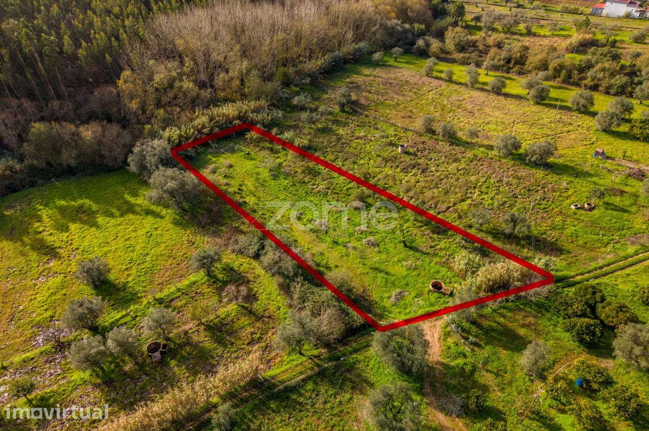 Terrenos Rústicos | Pelariga, Pombal