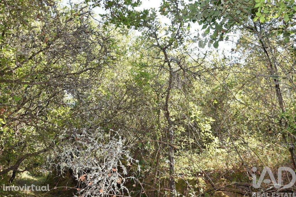 Terreno em Areias e Pias de 7520,00 m2 - Grande imagem: 4/23