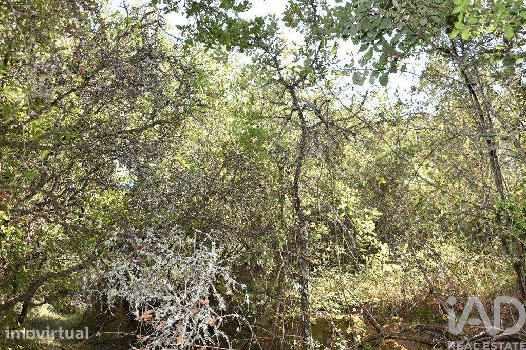 Terreno em Areias e Pias de 7520,00 m2 - Grande imagem: 4/23