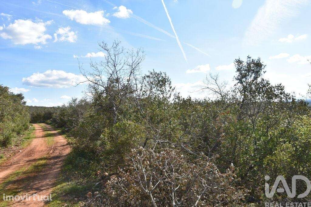 Terreno Agrícola em Chãos - Grande imagem: 4/40