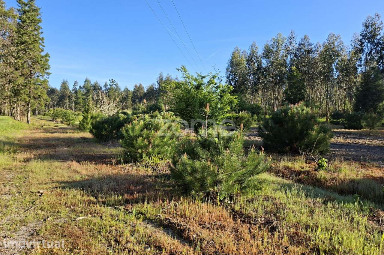 Terreno I 24 800m2 I Palhaça I Projeto moradia I 2 artigos - Grande imagem: 3/17
