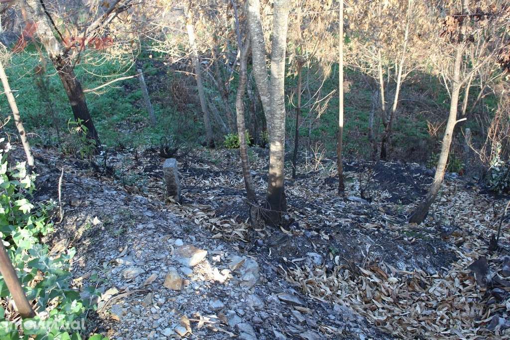 Terreno Rústico bem localizado  - Canelas - Arouca - Grande imagem: 5/8