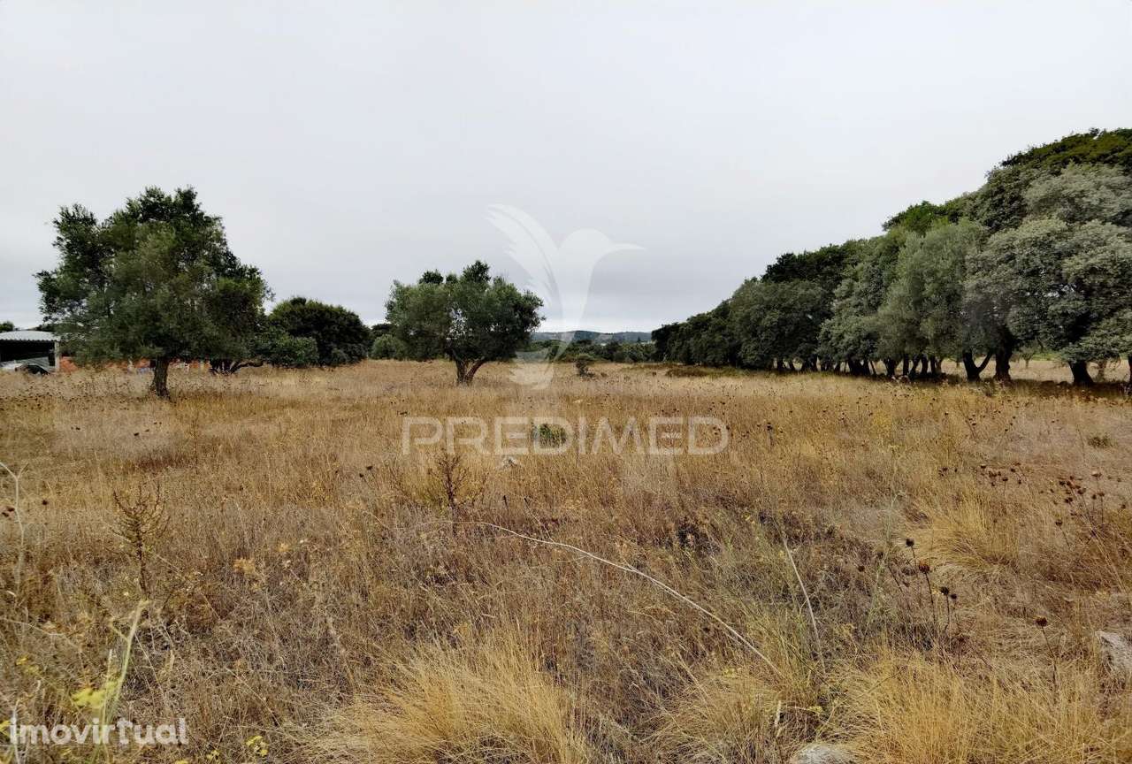 Terreno rústico em Alto da Chã - Alcanena! - Grande imagem: 4/21