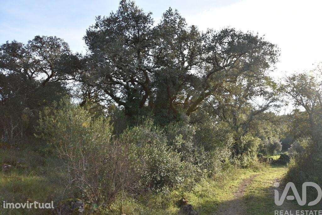 Terreno em Areias e Pias de 3400,00 m2 - Grande imagem: 3/17