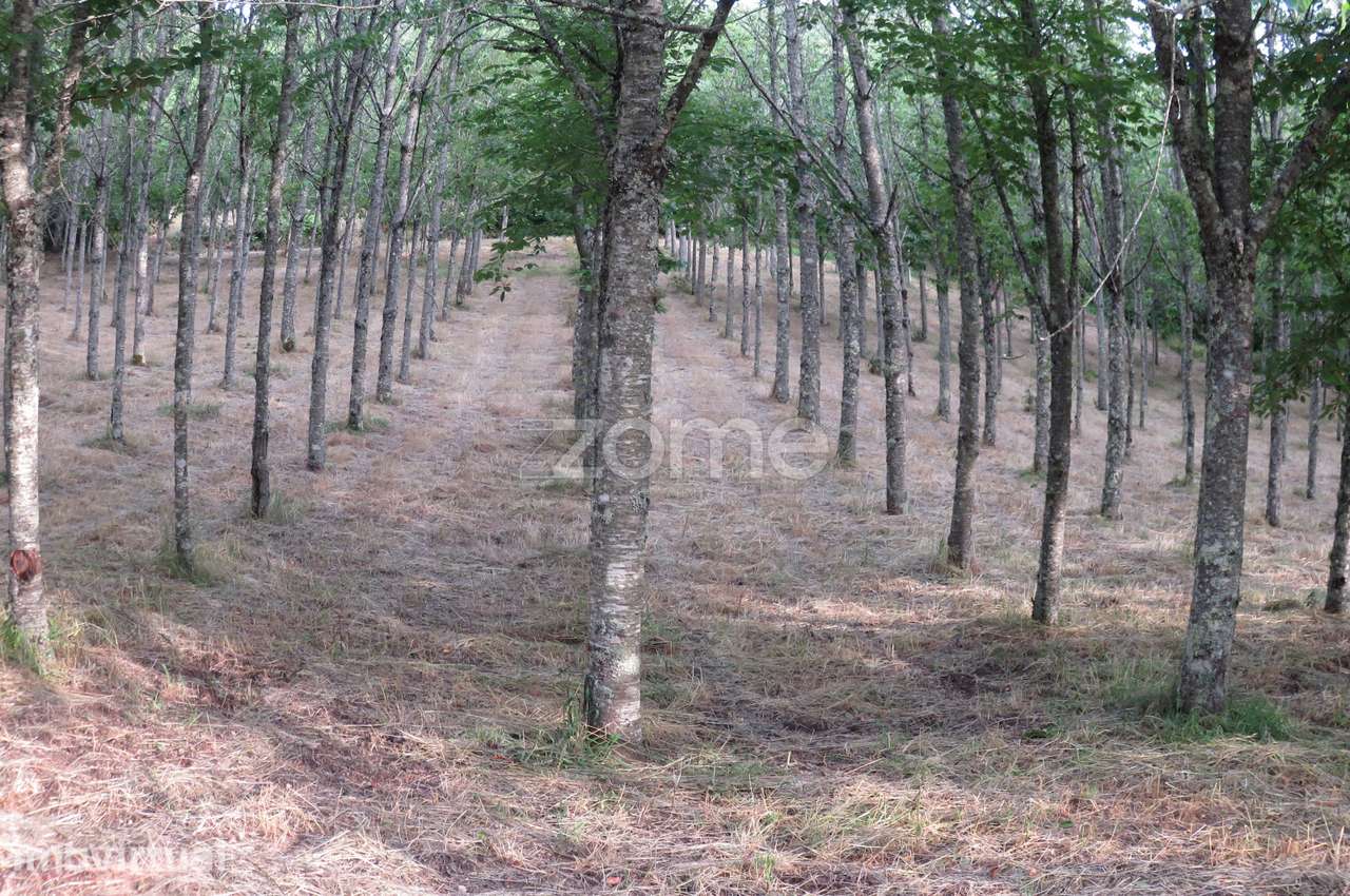 Moradia, 580 m², Nogueira do Cravo - Grande imagem: 3/29