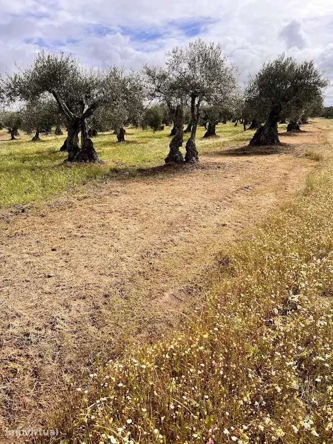 Terreno Agrícola 7.250 m² em Campo Maior - Grande imagem: 3/6