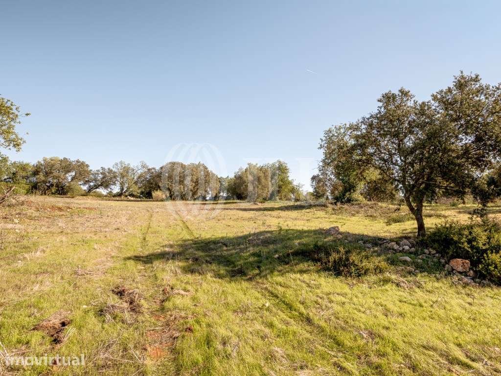 Terreno com ruína, em Alcantarilha, Pêra, Silves, Algarve - Grande imagem: 3/35
