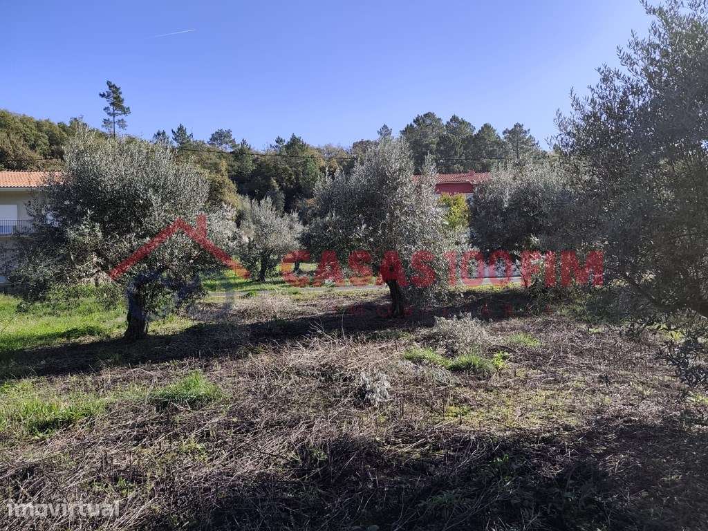 Terreno Rústico com Oliveiras e ribeiro ao fundo - Grande imagem: 2/3