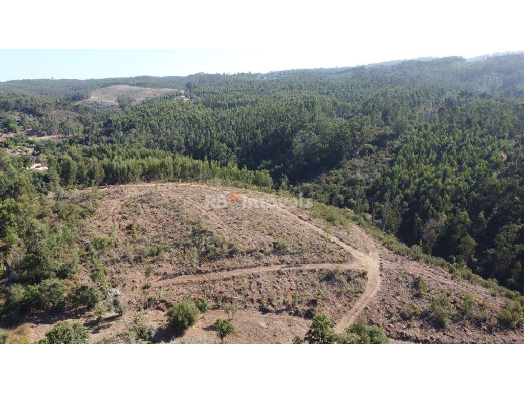5 Terrenos de Eucaliptal - Carril, Tomar - Grande imagem: 5/9