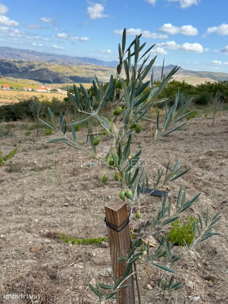 Terreno Rustico Povoa De Penela - Grande imagem: 4/12
