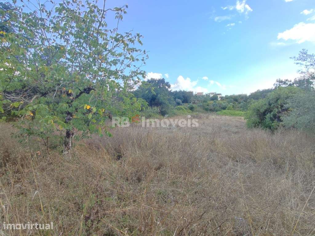 Terreno rústico com 1280m² - Ferreira do Zêzere - Grande imagem: 4/13
