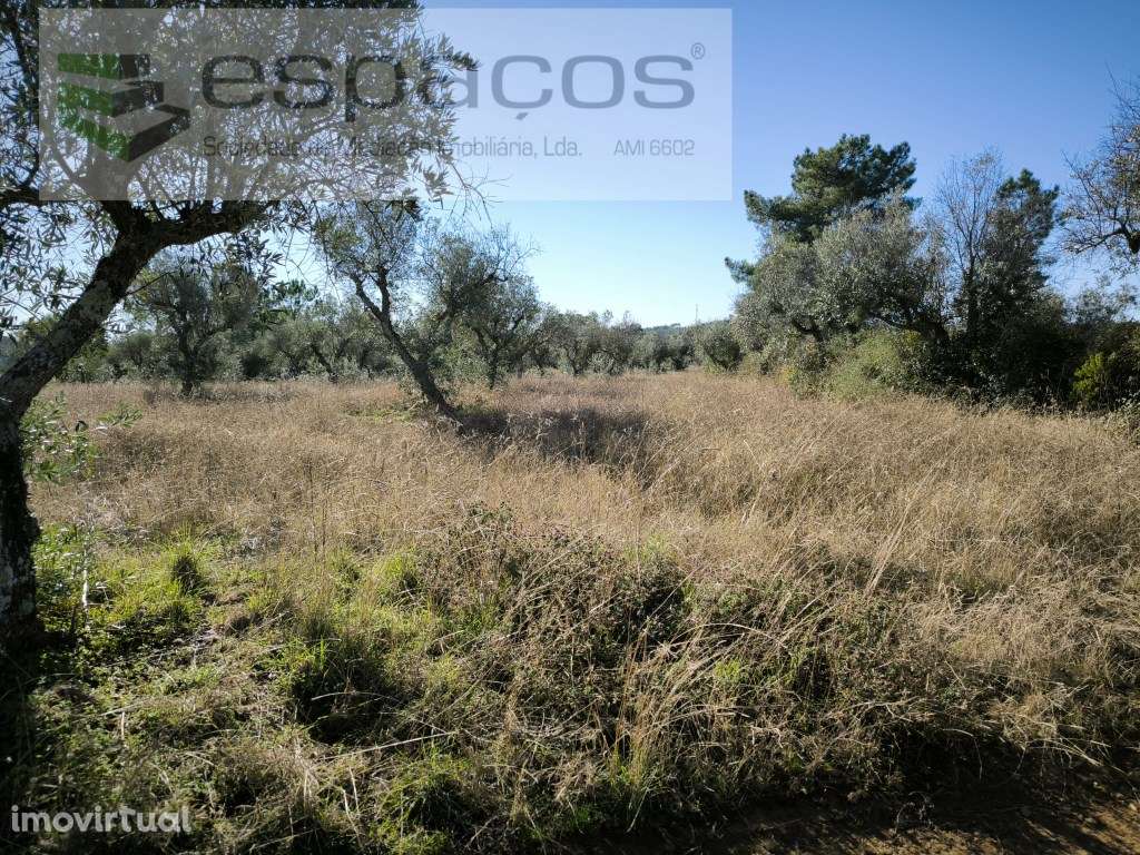 Olival da Lomba - Salgueiro do Campo - Grande imagem: 3/7