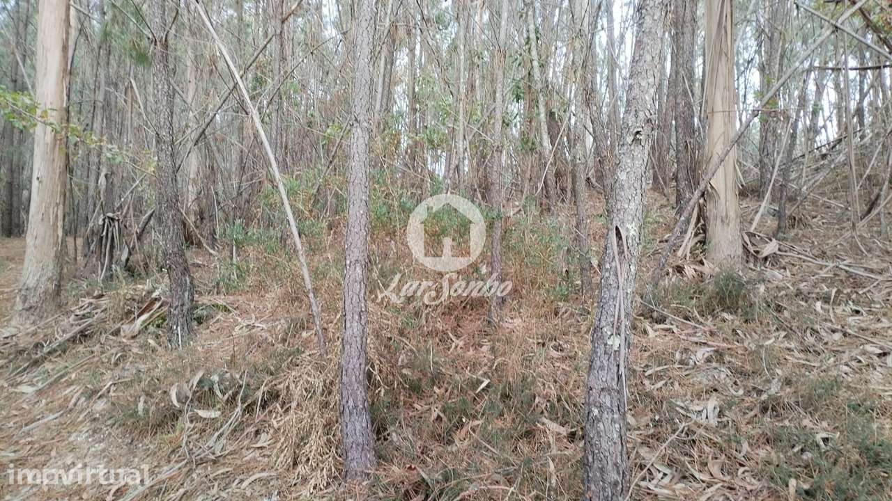 Terreno de 3600m² para Plantação ou Cultivo no Parque Natural do Gerês - Grande imagem: 4/4