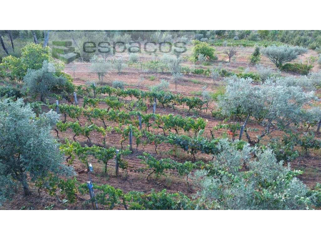Terreno em Pêro Viseu com grande potêncial - Grande imagem: 3/48