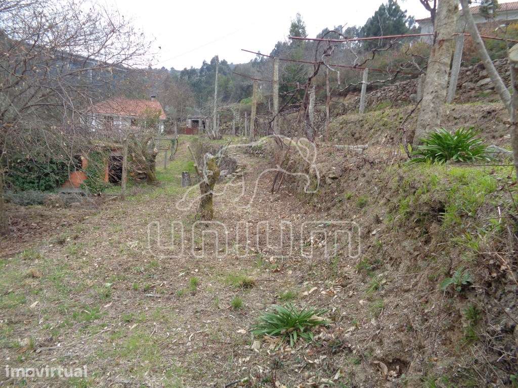 TERRENO COM RUÍNA - Labruja, Ponte de Lima - Grande imagem: 3/7