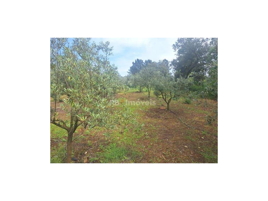 Terreno c/ duas frentes de estrada, PDM urbano, água, luz e saneame... - Grande imagem: 5/18