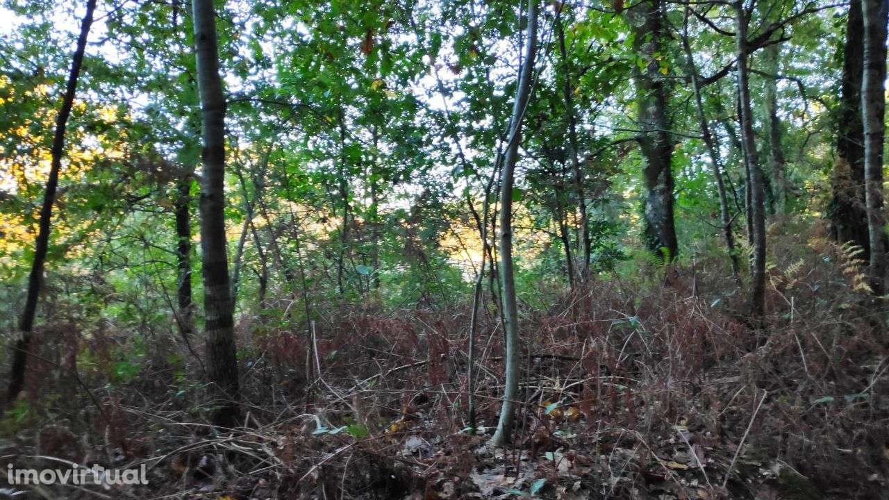 Terreno em Rendufe, Amares - Grande imagem: 3/12