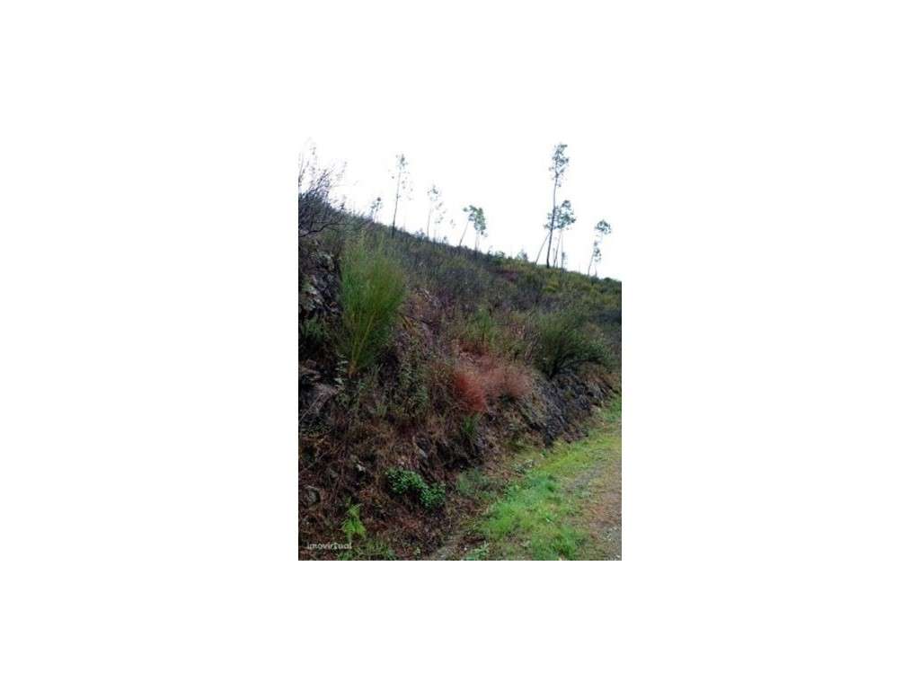 . Terreno Rústico com 29.080 m² junto à Ribeira Mação - Grande imagem: 4/15