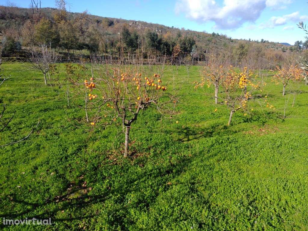 Quinta de 5ha no Coração do Douro - Riodades - Grande imagem: 3/12