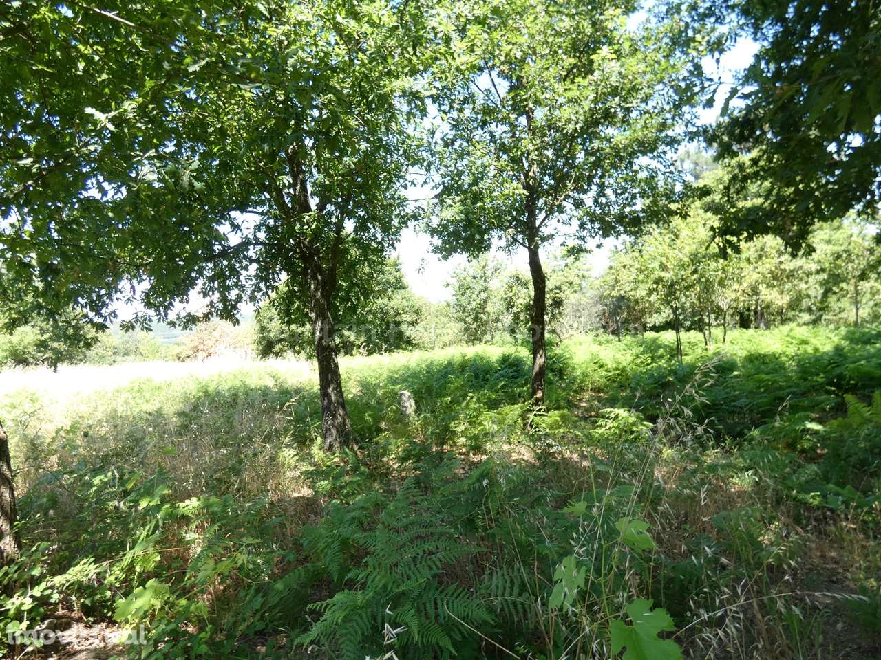 Quinta  Venda em Seia, São Romão e Lapa dos Dinheiros,Seia - Grande imagem: 5/7