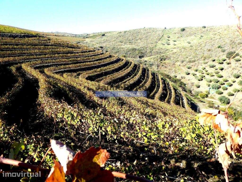 QUINTA 260.000m2 com VINHA. Douro Superior. Portugal, Vila Nova Foz... - Grande imagem: 4/8