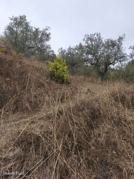 Terreno rústico em mós Moncorvo - Grande imagem: 4/8