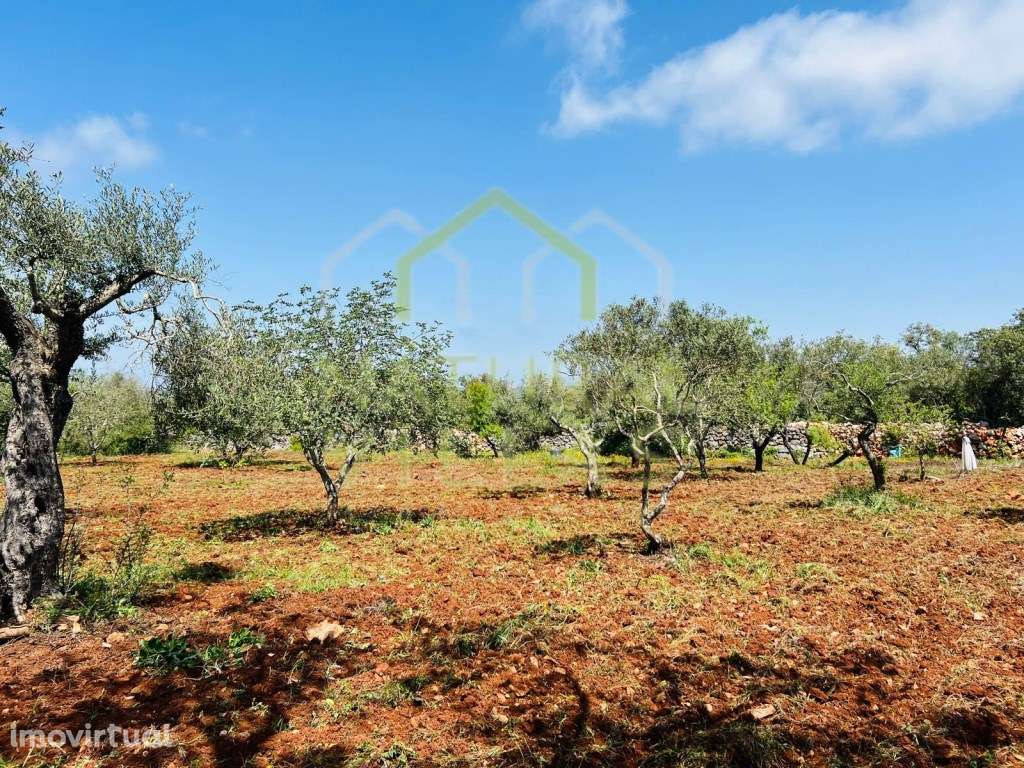 Terreno Rústico Plano em Morteira, Loulé - Grande imagem: 3/4