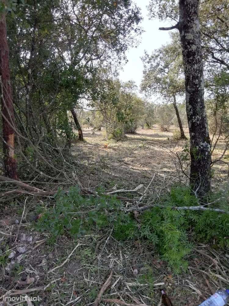 Terreno Rústico com 4.448,57 m² – Pinhal e Mato – 20.000€ Vergadinhas, - Grande imagem: 2/5