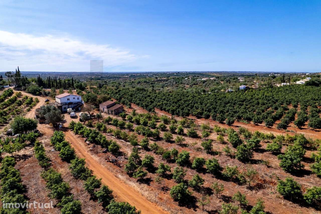 Terreno agrícola em Silves com 8,4 hectares e 3.200 abacateiros em ple - Grande imagem: 3/18