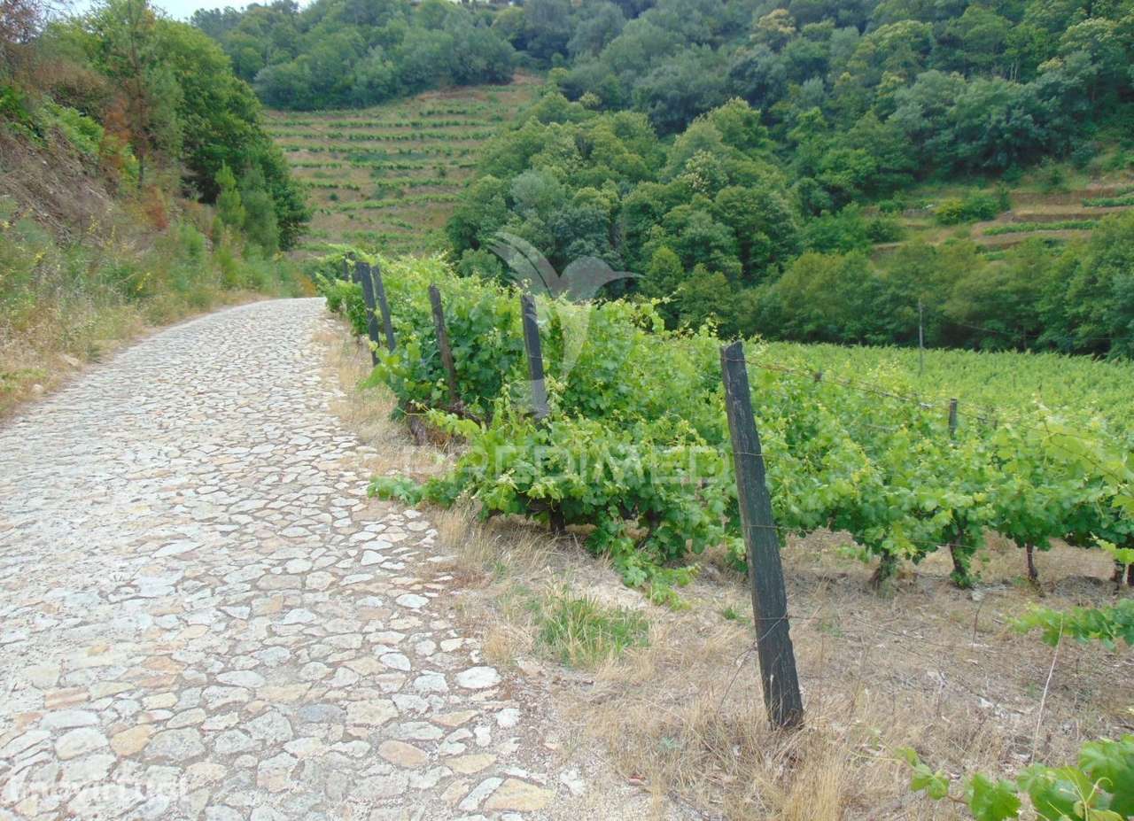 Quinta c/ vinha em produção em Santa Marta de Penaguião - Grande imagem: 2/33