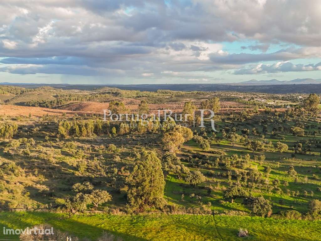 Herdade de 27 Hectares em Nisa - Grande imagem: 5/31