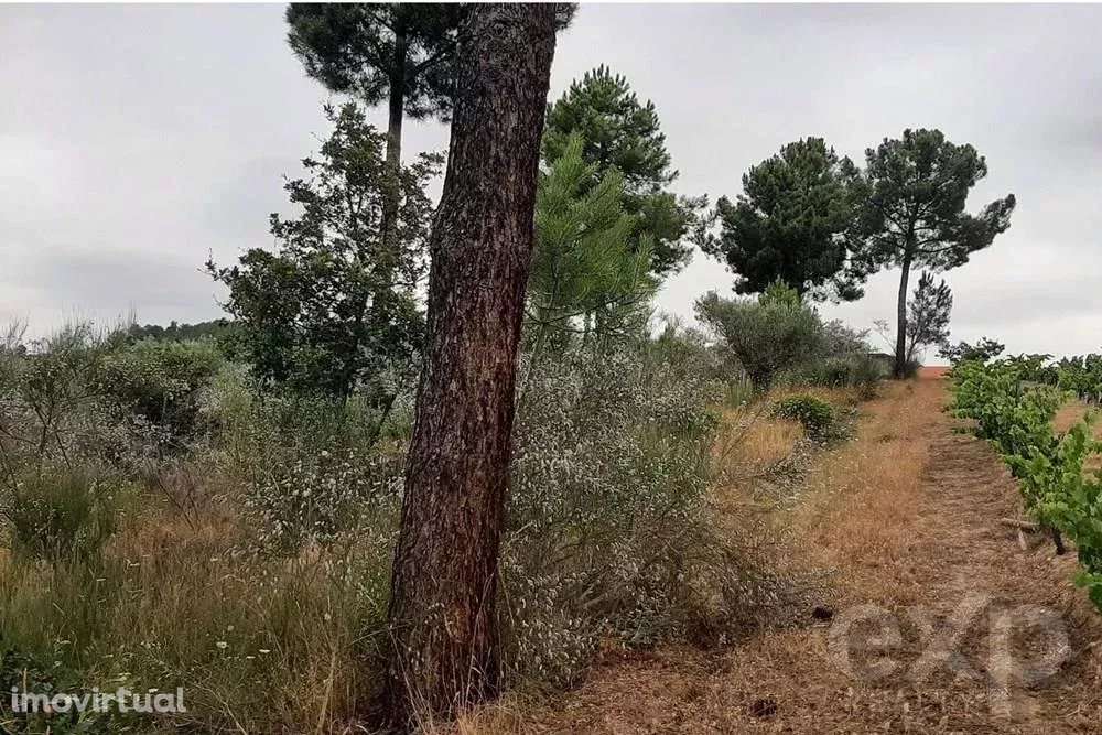 Terreno Rústico na Bouça, Mirandela - Grande imagem: 4/9