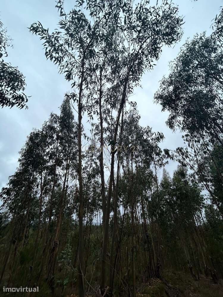 Terreno Rustico com Eucaliptal | Negociável - Grande imagem: 3/7