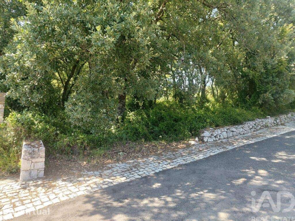 Terreno misto em Alvados e Alcaria - Grande imagem: 3/5