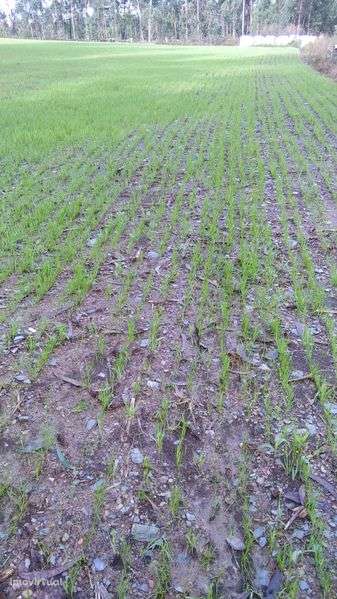 Terreno agrícola - Grande imagem: 4/7