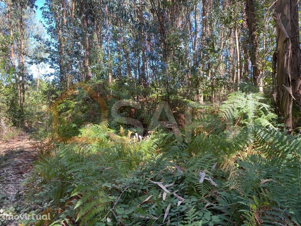 Terreno Rústico em Lajeosa do Dão Tondela Viseu Rio Dão - Grande imagem: 4/12