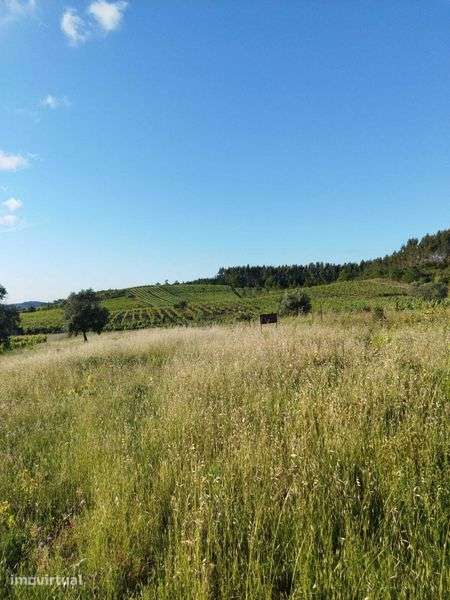 Terreno apto para vinha na Bairrada - Grande imagem: 3/3