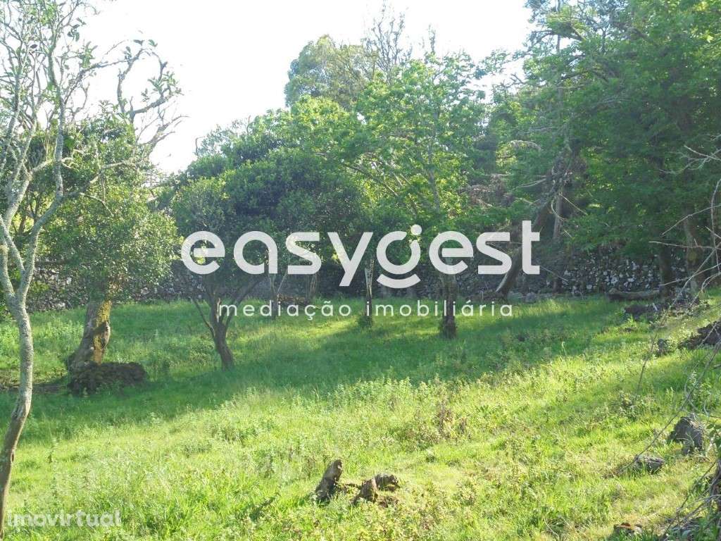 Terreno de terra lavradia e Pomar de 12 Alqueires / Terra-Chã - Grande imagem: 5/32