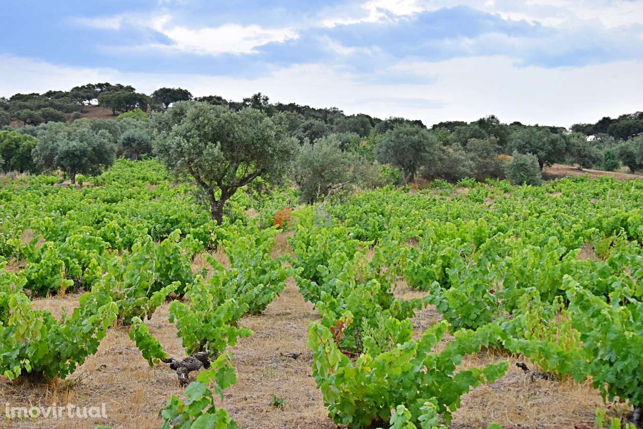 Vinha Centenária com fantástica produção - Grande imagem: 5/34